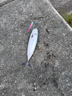カツオの釣果