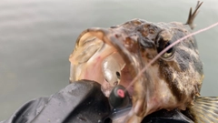 タケノコメバルの釣果