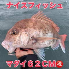 マダイの釣果