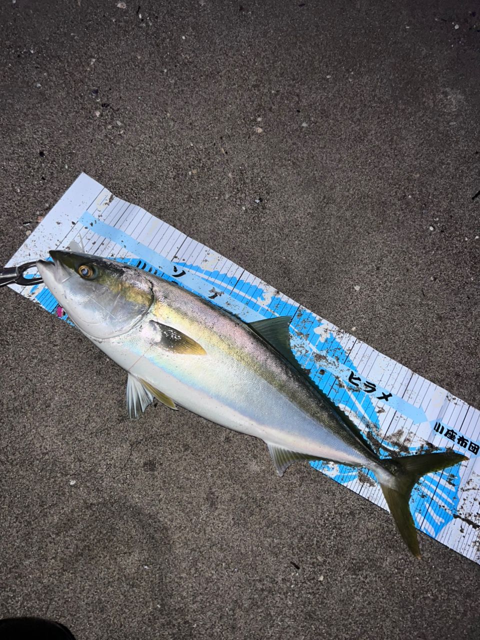 SHIMANO ネッサ BB S1102MMHの最安値・インプレ・釣果 | 本音の口コミ