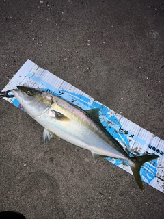 ワラサの釣果