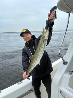 サワラの釣果