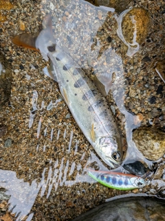 アマゴの釣果