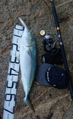 ハマチの釣果