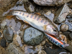 アマゴの釣果