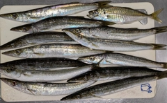 カマスの釣果