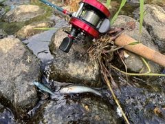ウグイの釣果