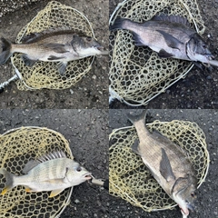 クロダイの釣果