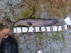 ライギョの釣果