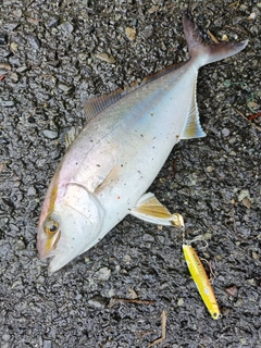 ショゴの釣果