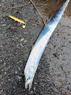 タチウオの釣果