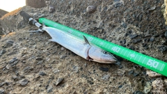 サゴシの釣果