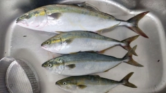 イナダの釣果