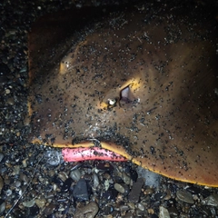 アカエイの釣果