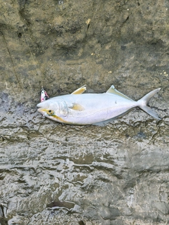 ショゴの釣果