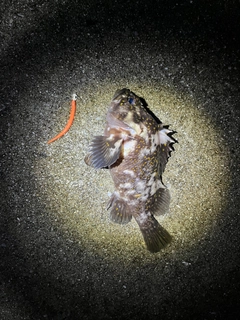 オウゴンムラソイの釣果