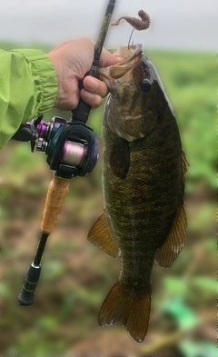 スモールマウスバスの釣果
