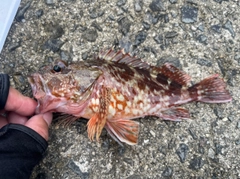 カサゴの釣果