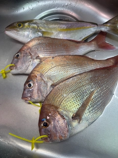 マダイの釣果