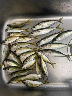 アジの釣果