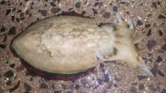 コウイカの釣果