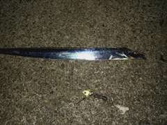 タチウオの釣果