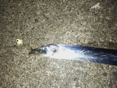 タチウオの釣果
