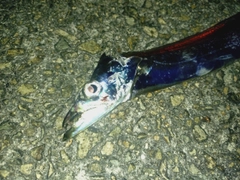 タチウオの釣果
