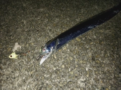 タチウオの釣果