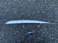 タチウオの釣果