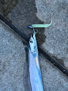 タチウオの釣果
