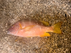 シブダイの釣果
