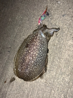 シリヤケイカの釣果
