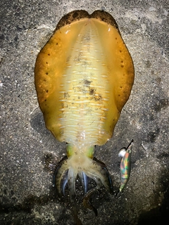 アオリイカの釣果
