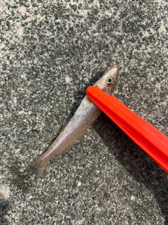 キスの釣果