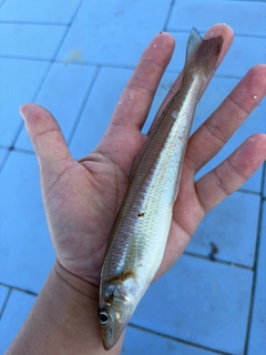 キスの釣果