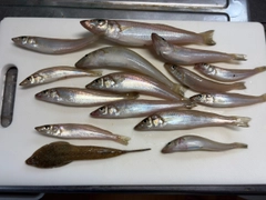 キスの釣果
