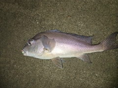 コロダイの釣果