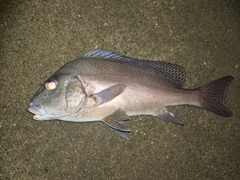 コロダイの釣果