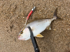 ショゴの釣果