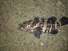 ヤイトハタの釣果