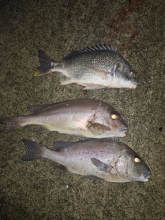 キビレの釣果