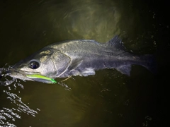 シーバスの釣果
