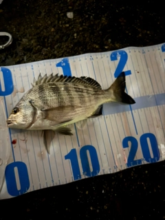 クロダイの釣果