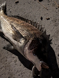 チヌの釣果