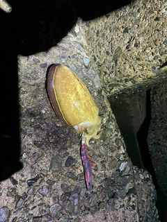 モンゴウイカの釣果
