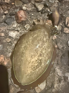 モンゴウイカの釣果