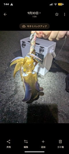 アオリイカの釣果