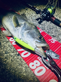 シーバスの釣果