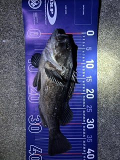 クロソイの釣果